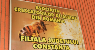 "Salvați albinele de la moarte!" - apelul disperat al apicultorilor români - 2