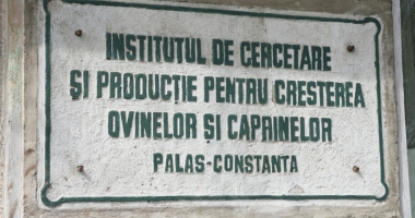 Salvați Oieria Palas! - 5