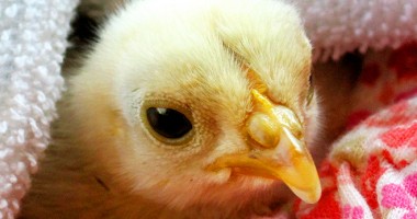 Stire din Social : VIDEO CUTREMURĂTOR. Adevărul din culisele producătorilor de alimente! ATENȚIE, IMAGINI ȘOCANTE!