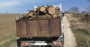 Sancţionat de poliţiştii constănţeni, pentru transport ilegal de lemne