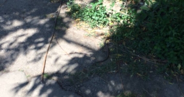 MĂMICI, ATENȚIE PE UNDE VĂ PLIMBAȚI CU CEI MICI! SUNT ȘERPI ÎN PARCUL TĂBĂCĂRIE DIN CONSTANȚA