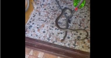 Stire din Eveniment : Șarpe într-un apartament din municipiul Constanța, capturat de jandarmi
