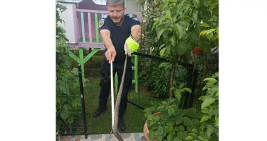 Stire din Eveniment : Șarpe găsit într-o gospodărie din Năvodari. Jandarmii au intervenit pentru capturarea reptilei