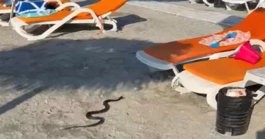 Alertă pe o plajă din Venus. Un șarpe a fost găsit printre turiști