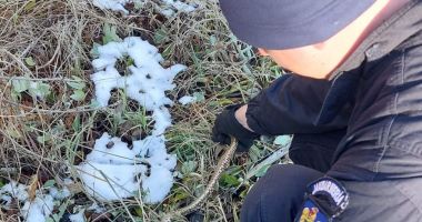 Ce au descoperit jandarmii constănțeni într-un apartament i-a lăsat fără grai - 2