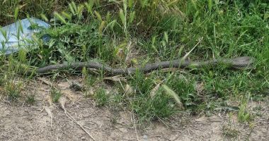 Jandarmii au capturat un șarpe de 1,5 m dintr-o curte din Costinești