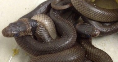 Stire din Actualitate : Cuib de pitoni, descoperit la o grădință din Darwin