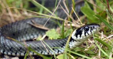 Stire din Diverse : Șarpe de cinci metri, în curtea unui constănțean