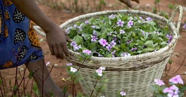 Stire din Economie : Măsuri pentru combaterea pirateriei biologice