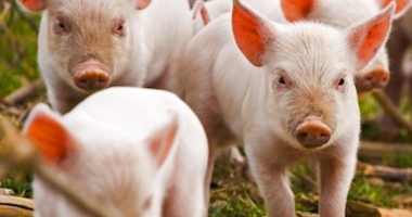 Scad efectivele de porcine