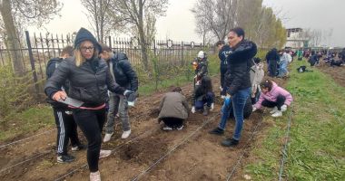 Stire din Cultură-Educație : Elevii Școlii Nr. 12 au participat la plantarea puieților viitoarei Păduri Erasmus