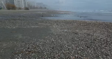 Stire din Social : Mamaia după furtuni. Plaja, transformată într-un câmp de scoici și rapane