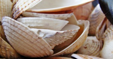 Stire din Diverse : Coliere din scoici și melci, la mare căutare