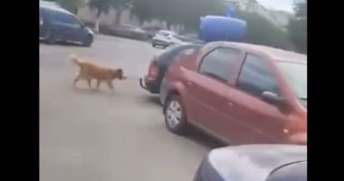 Stire din Eveniment : Câine legat de o mașină în mișcare, la Năvodari. Cum au reacționat polițiștii