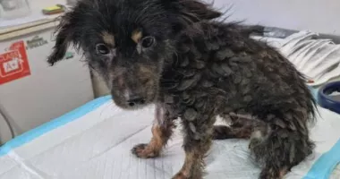 Stire din Eveniment : 21 de animale salvate dintr-un imobil insalubru din Sectorul 3 al Capitalei. Intervenție a autorităților