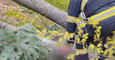 Stire din Eveniment : Bărbat de 45 de ani mort după ce a fost prins sub un copac căzut într-o zonă forestieră