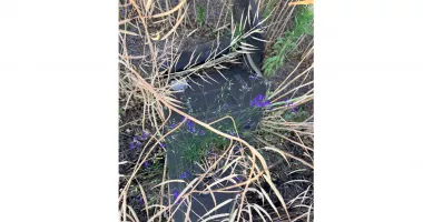 Alertă în Tulcea! Fragmente de dronă cu încărcătură explozivă, găsite lângă o localitate