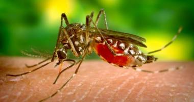 Stire din Sănătate : Două cazuri de meningo-encefalită West Nile, confirmate la noi