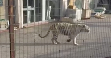 Stire din Actualitate : PANICĂ! Un tigru a evadat de la circ și s-a plimbat pe străzile orașului