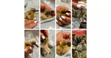 Descoperire șocantă în vaporașul de la Gară! Păsări moarte și pui salvați în ultimul moment - 2