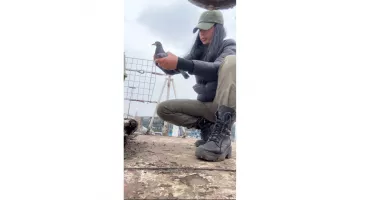 Descoperire șocantă în vaporașul de la Gară! Păsări moarte și pui salvați în ultimul moment - 3