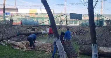 Stire din Social : A început tăierea copacilor din fața blocurilor SM5 și SM6! Locatarii, revoltați