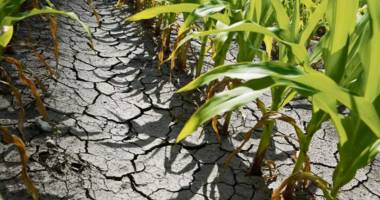 Stire din Economie : Se anulează impozitul pe venitul agricol pentru culturile calamitate în 2013