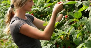 Stire din Social : Se caută lucrători pentru agricultura din Spania