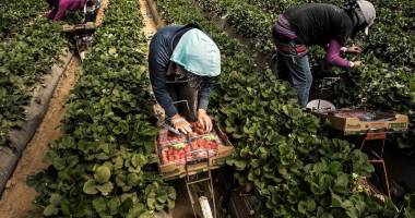 Stire din Social : Se caută muncitori în agricultură pentru Spania