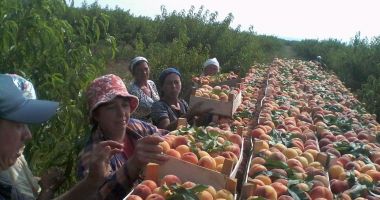 Stire din Social : Se caută culegători de fructe pentru Olanda