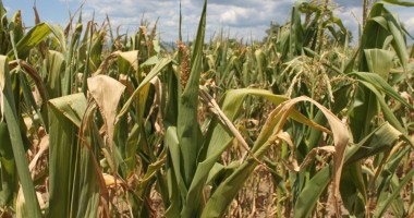 Stire din Economie : Proiect pentru acordarea de ajutoare agricultorilor afectați de secetă