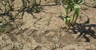 Stire din Economie : Seceta se menține în Dobrogea