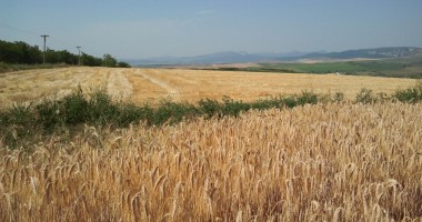 Stire din Economie : S-a decis! Fermierii constănțeni primesc 100 de lei pentru fiecare hectar afectat de secetă