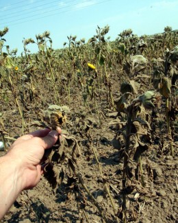 Stire din Economie : Agricultorii constănțeni, încă ținuți în șah de secetă
