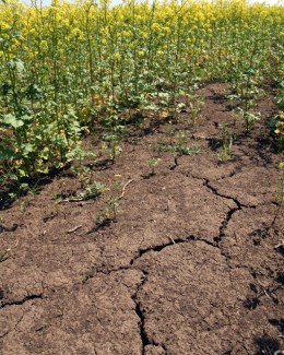 Stire din Economie : Secetă la vară, în Dobrogea?