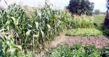 Stire din Social : Secetă extremă în Dobrogea. Culturile agricole, afectate