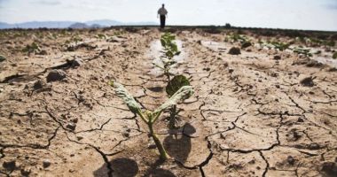 Stire din Economie : Culturile agricole din județul Constanța sunt cele mai afectate de secetă