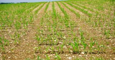 Stire din Economie : Seceta pedologică la cultura grăului de toamnă se menține în Dobrogea