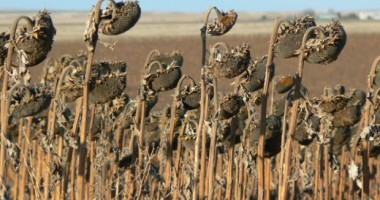 Stire din Economie : Constănțenii pot depune cereri, la Direcția pentru Agricultură, pentru ajutorul pentru secetă