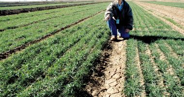 Stire din Economie : Seceta a afectat grav culturile de cereale! Recoltele din vară vor fi mai mici cu 50%