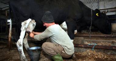 Seceta a afectat producția internă de lapte