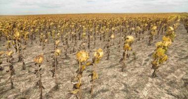 Stire din Economie : Fermierii ar putea fi despăgubiți pentru seceta din primăvara anului trecut care le-a distrus culturile
