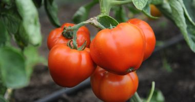 Stire din Economie : Se fac plățile în programul de sprijin pentru tomate