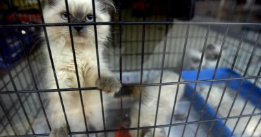 Stire din Eveniment : Se înființează Poliția Animalelor