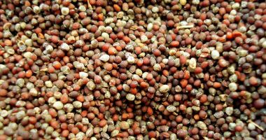 Semințele de muștar, indicate în prevenirea pietrelor la rinichi