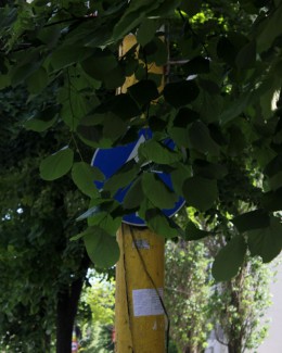 Ghicește indicatorul rutier din copaci! - 4