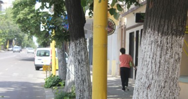 Ghicește indicatorul rutier din copaci! - 5