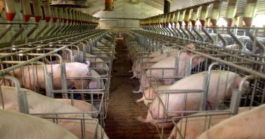 Stire din Economie : Se pot depune cereri pentru „Bunăstarea animalelor”