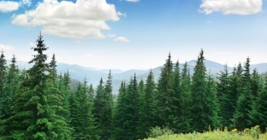Stire din Economie : Se primesc cererile de finanțare pentru servicii de silvomediu, servicii climatice și conservarea pădurilor
