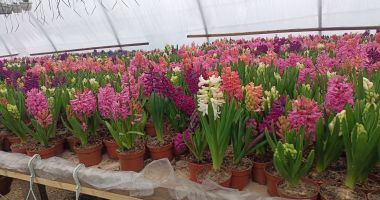 Stire din Social : În perioada următoare prețurile florilor vor exploda. Cum se pregătesc producătorii din România
